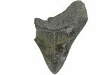 Partial Megalodon Tooth - Sharply Serrated #170531-1